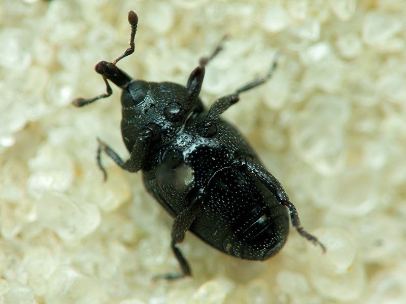 Labiaticola sibiricus (Faust, 1890)
